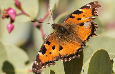 california tortiseshell graphic